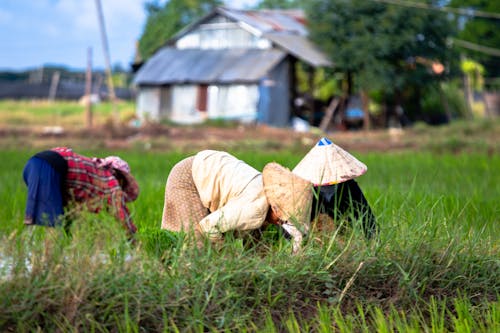 Foto profissional grátis de agricultores, cultivo de arroz, trabalhando no campo de arroz