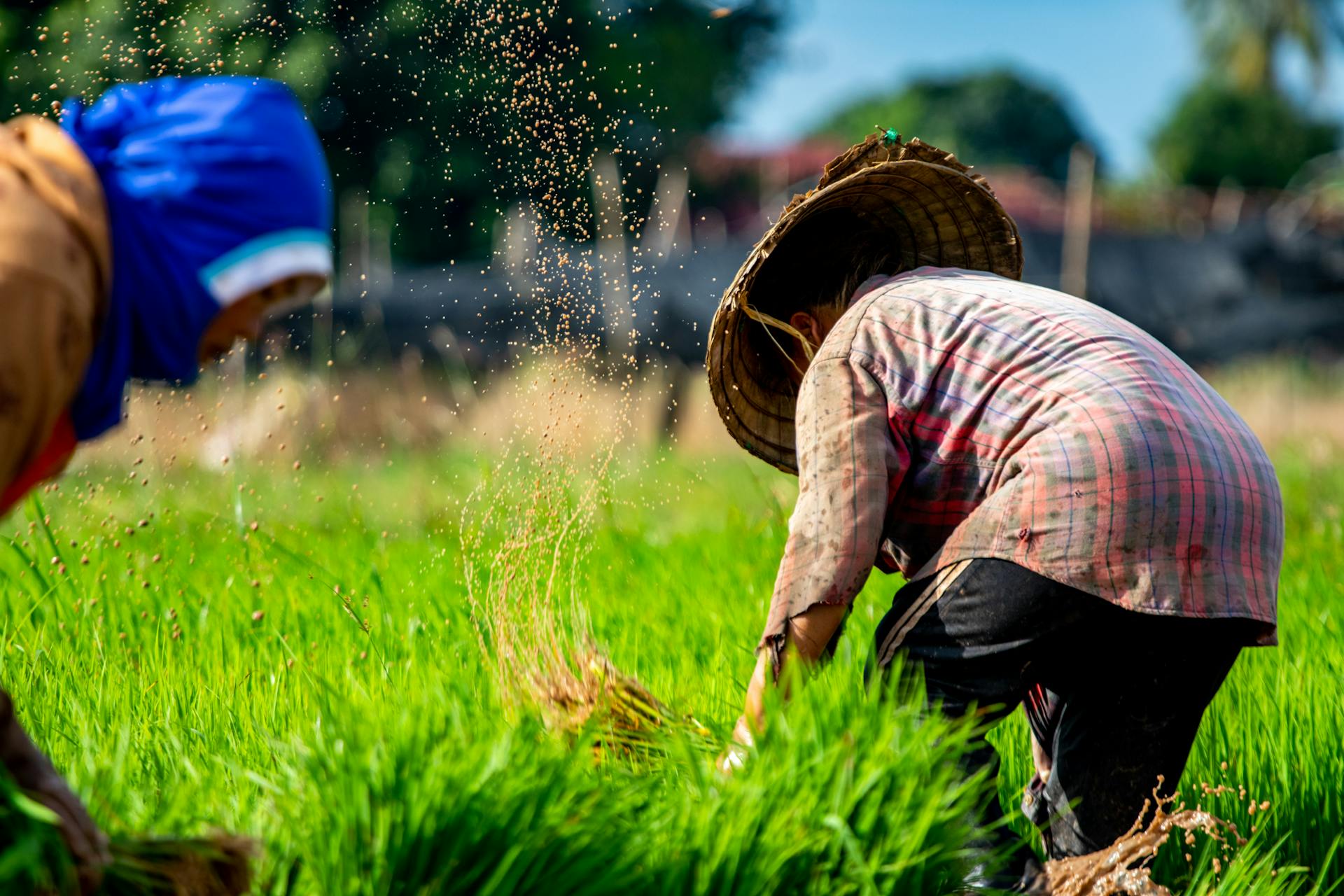 Farmers working in lush green rice fields of rural Laos, capturing the essence of traditional agriculture.