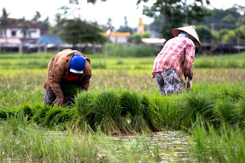 Безкоштовне стокове фото на тему «Лаос, пахотні угіддя, рисовий рис»