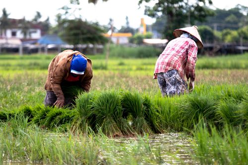Free Two farmers laboring in a vibrant rice paddy in rural Laos, highlighting traditional agricultural practices. Stock Photo