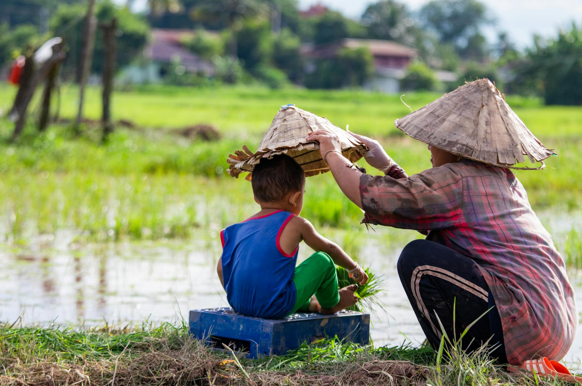 A mother and child in conical hats tending to rice plants in a vibrant Laos paddy field.