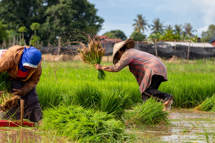 Farmers Working On Field