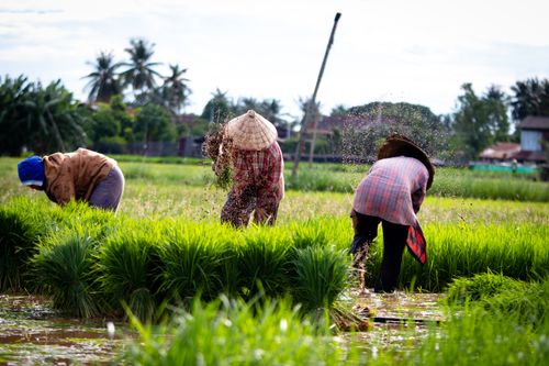 Free Hardworking farmers cultivating rice in lush green fields on a sunny day. Stock Photo