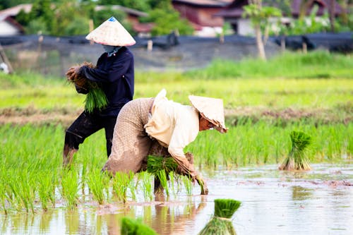 Foto profissional grátis de agricultura, produtores de arroz, trabalhando no campo
