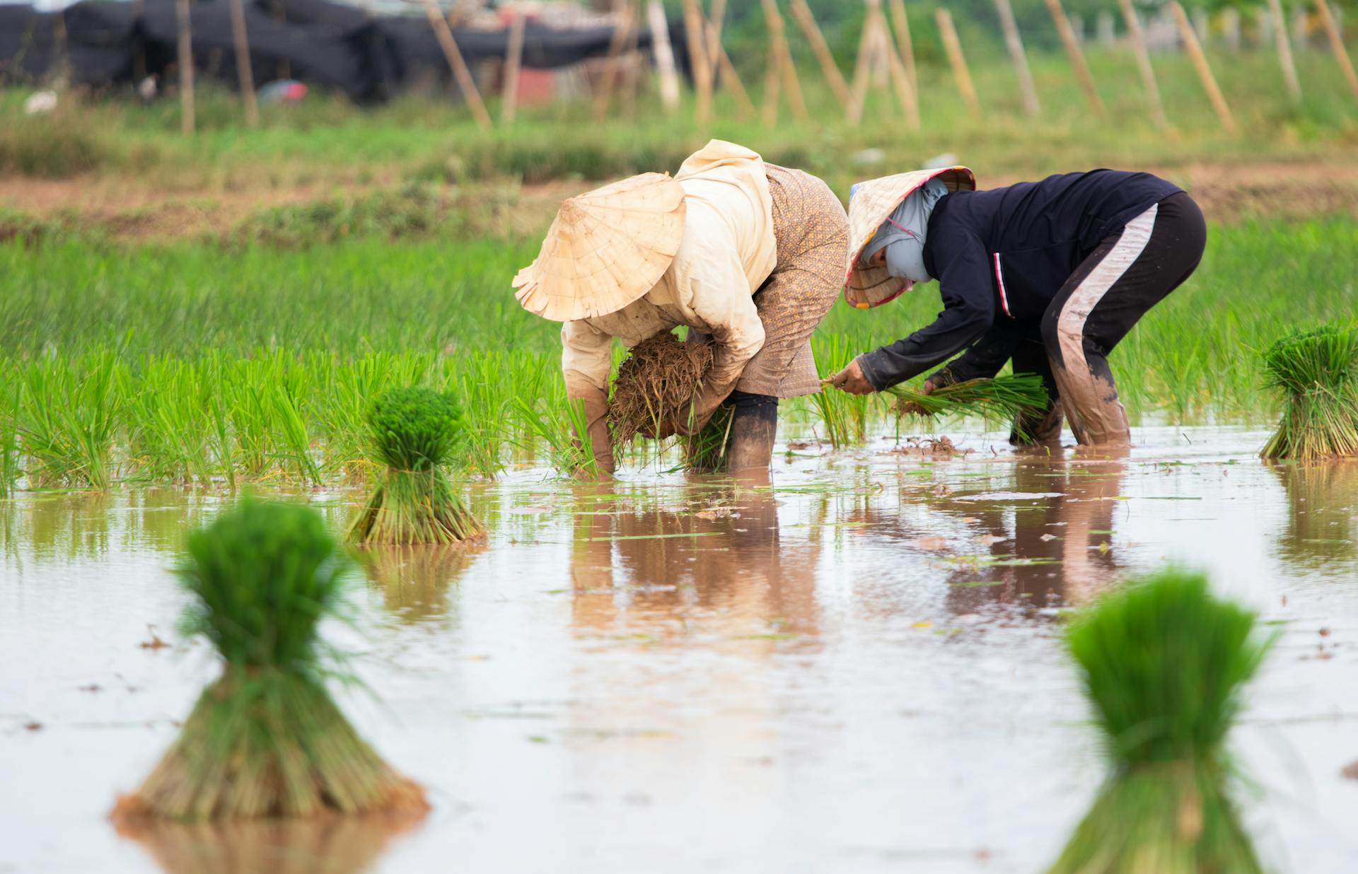 Farmers cultivating rice in a lush, water-filled paddy field in rural Laos