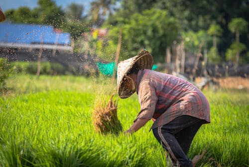 plantaçãod'arroz, 女性農家, 有機農業の無料の写真素材