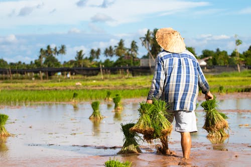 Farmer Carrying Rice Seedlings on Field