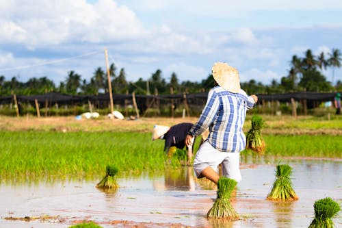 plantaçãod'arroz, ファーム, フィールドの無料の写真素材