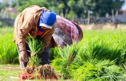plantaçãod'arroz, 女性農民, 有機農業の無料の写真素材