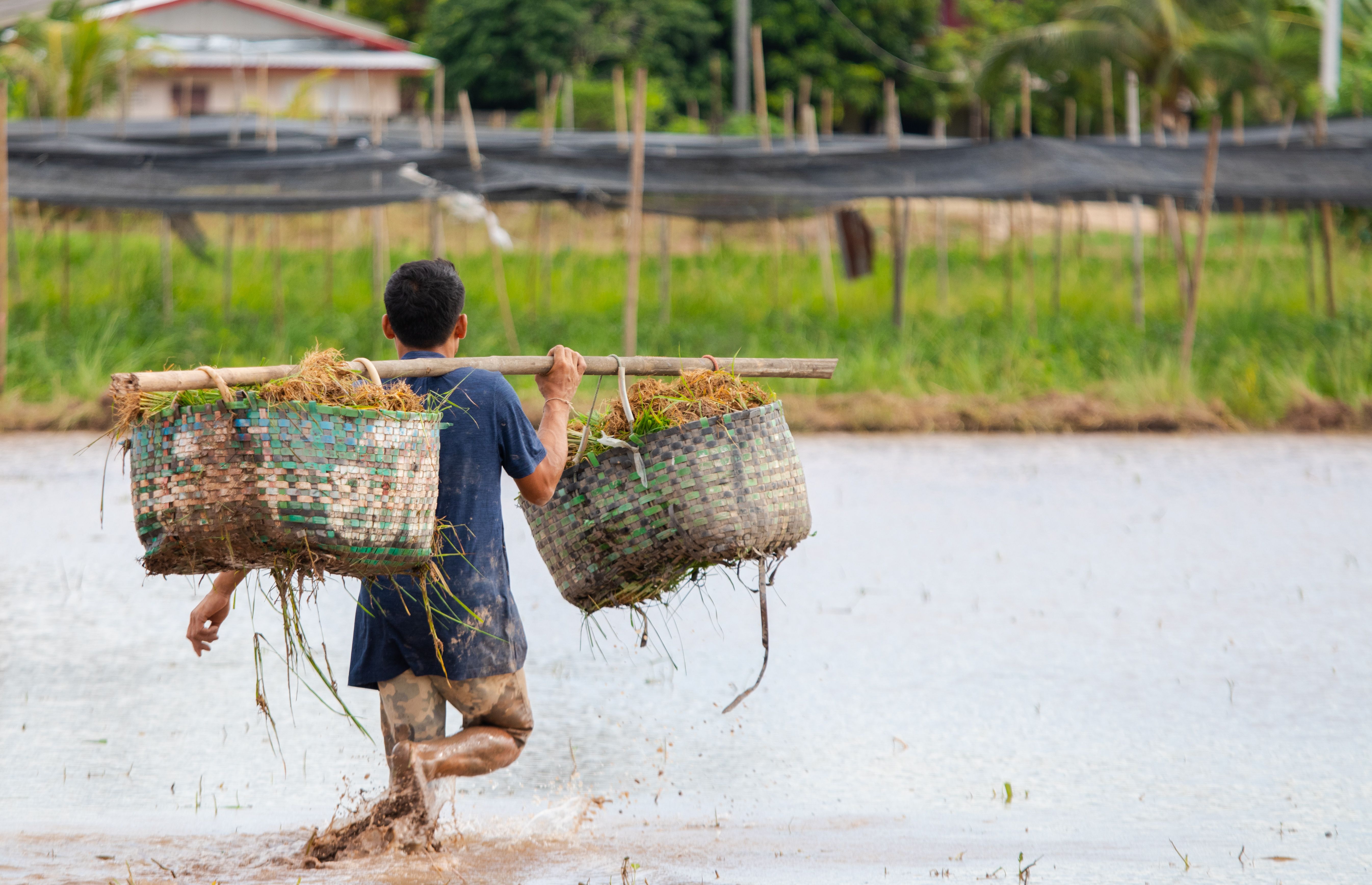 Man Carrying Woven Basket on Stick · Free Stock Photo