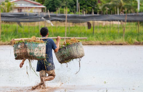 Foto profissional grátis de agricultor, carregando, cesta tecida