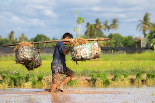 Foto profissional grátis de agricultura, muda de arroz, trabalhando no campo