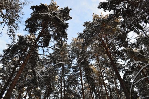 Free Tall pine trees covered in snow reaching towards a clear winter sky. Stock Photo