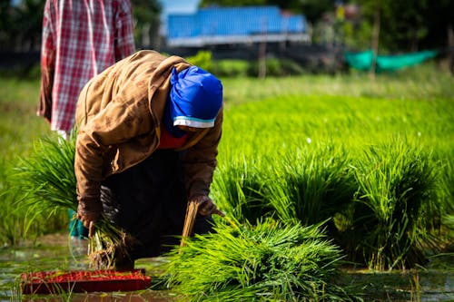 Foto profissional grátis de agricultora, agricultura orgânica, cultivo de arroz