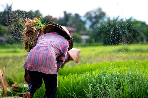 Foto profissional grátis de agricultura, agricultura orgânica, cultivo de arroz
