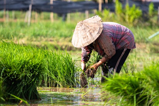 Photo by Mongkon Duangkhiew