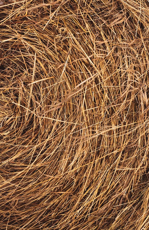 Brown Rolled Hay in Close Up Photography