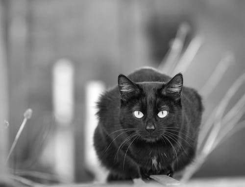 검정색과 흰색, 고양이, 고양잇과 동물의 무료 스톡 사진