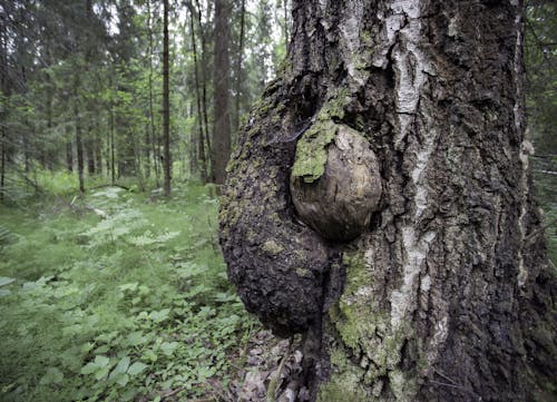 Foto profissional grátis de estado de espírito, floresta, madeira