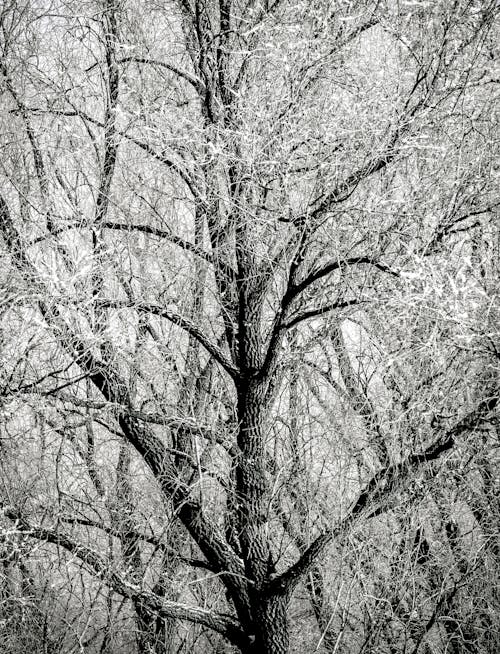 Fotos de stock gratuitas de árbol desnudo, blanco y negro, clima helado