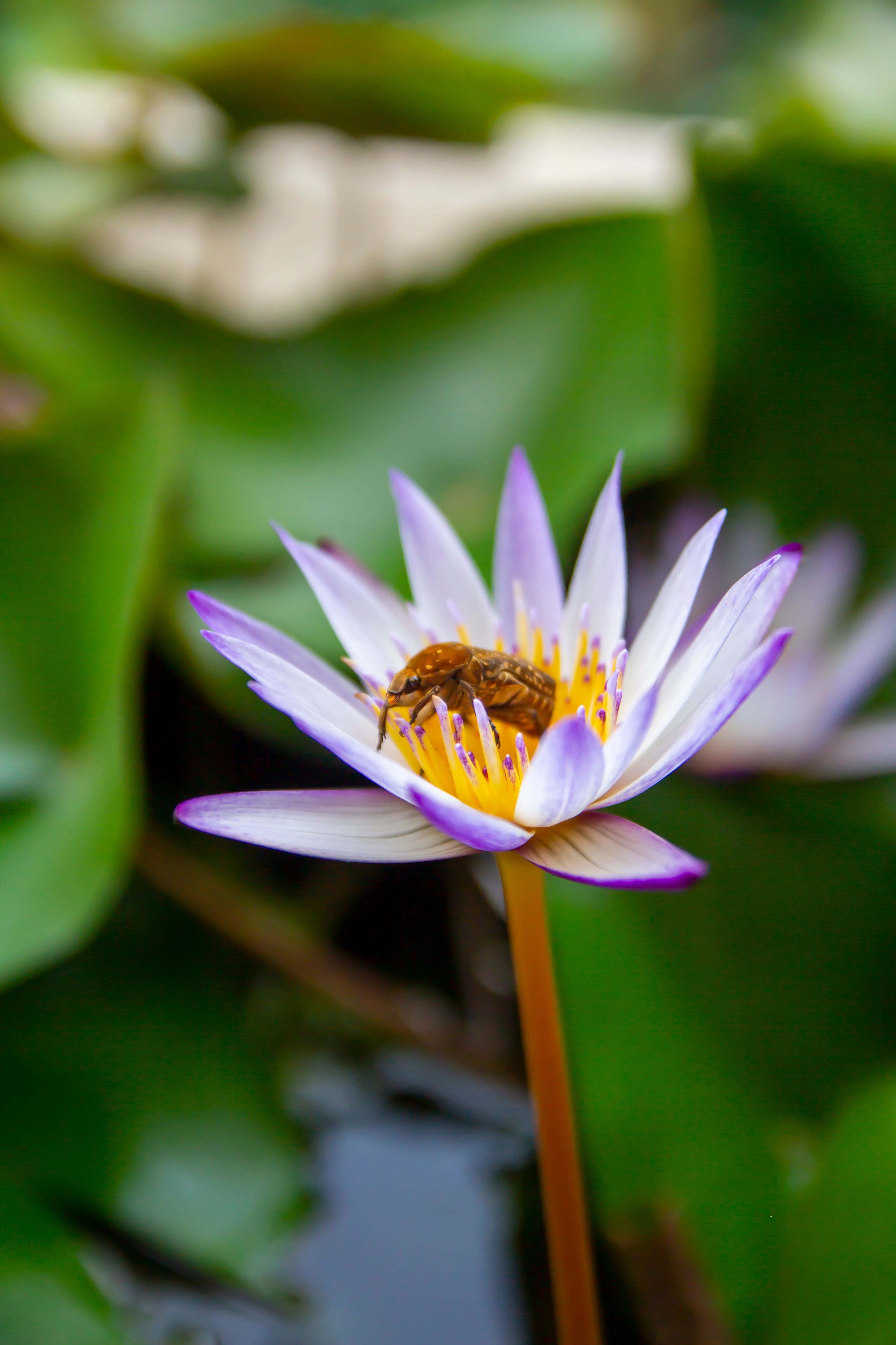 Shallow Focus Photo of an Insect Pollinating on a Lotus Flower · Free ...