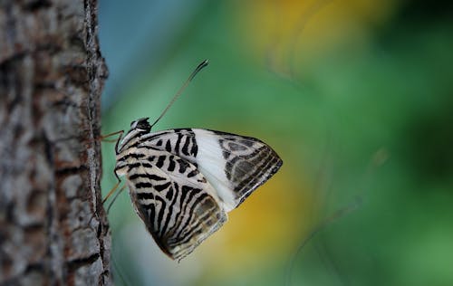 grátis Fotografia Com Foco Seletivo Mariposa Branca E Preta Na Casca De árvore Foto profissional