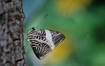 蝴蝶栖息在树皮上的特写镜头令人惊叹，突出了其翅膀的精细图案