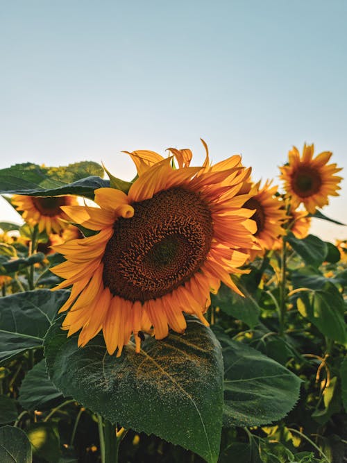 Free Beautiful Sunflowers in Bloom Stock Photo