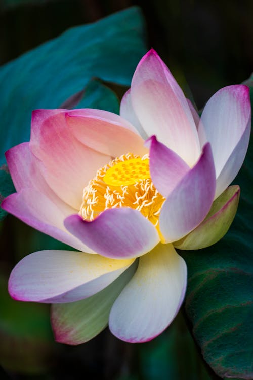 Macro Photography of a Blooming Lotus Flower