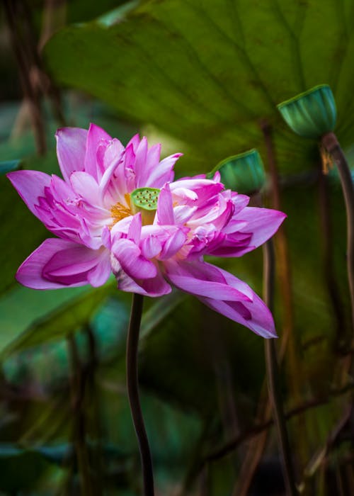Bezpłatne Darmowe zdjęcie z galerii z botaniczny, egzotyczny, kwiat Zdjęcie z galerii