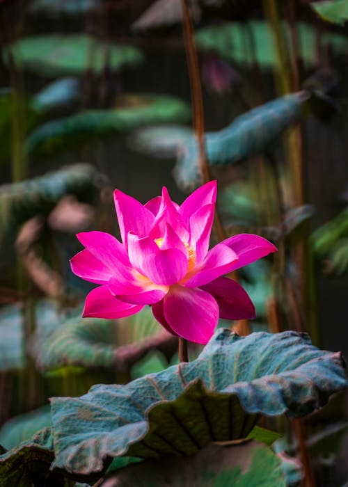 Shallow Focus Photo of Blooming Pink Water Lily