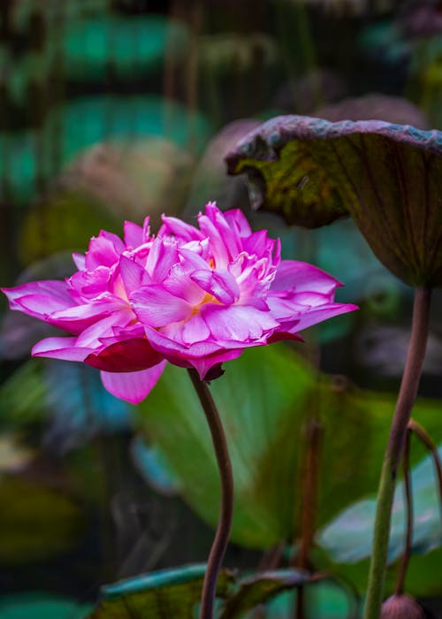 Free Close Up Shot of a Water Lily Flower Stock Photo