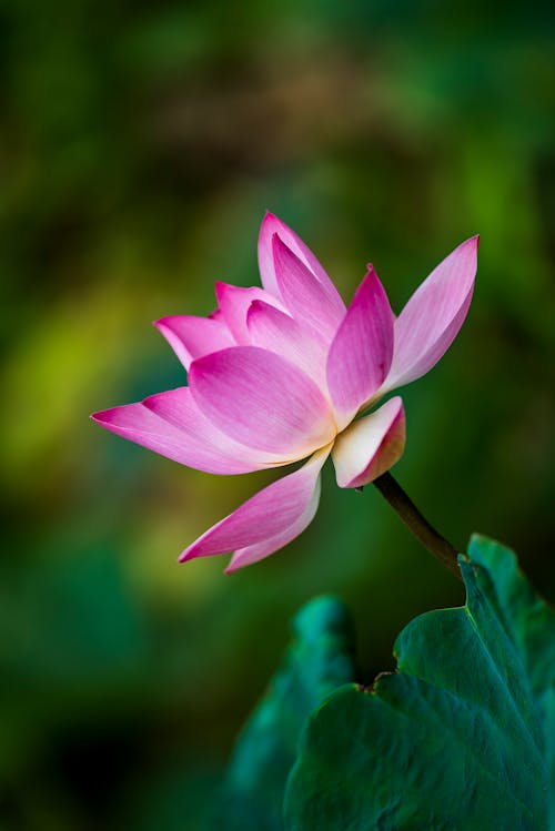 Free Close Up Shot of a Water Lily Flower Stock Photo