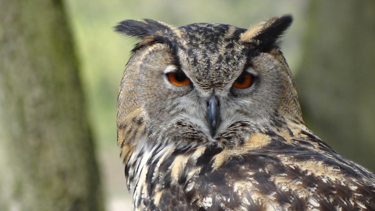 Close Up Photography of Black Grey Owl