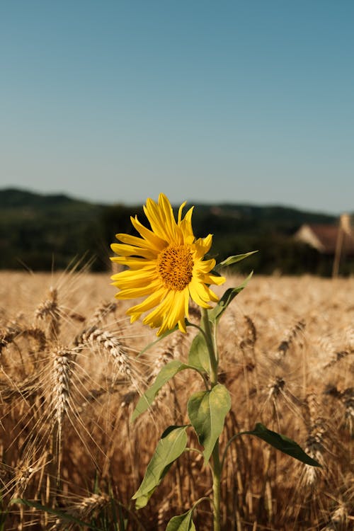 Ilmainen kuvapankkikuva tunnisteilla auringonkukka, kasvikunta, kenttä