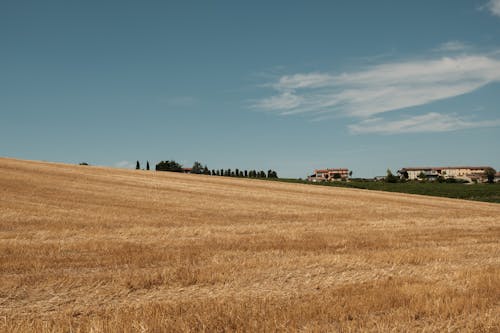 갈색 잔디, 건물, 농경지의 무료 스톡 사진