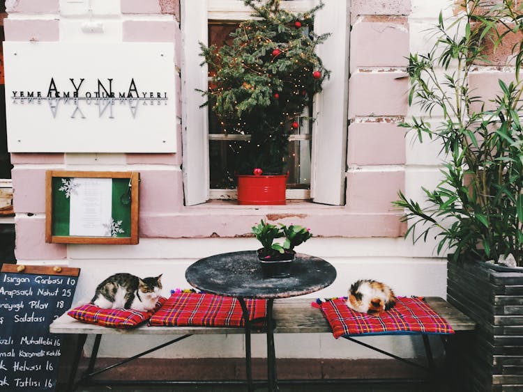 Sidewalk Cafe With A Christmas Tree And Cats On The Bench 