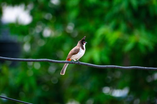 Brown and White Bird Perched on Black Wire
