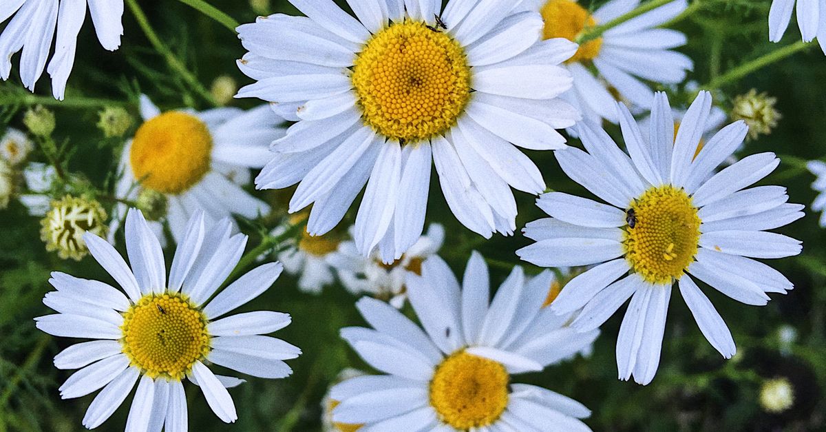 Daisy Promo Code Daisy Promo Code