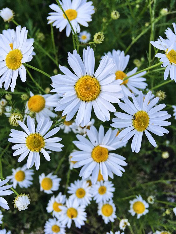 White And Yellow Daisy Flowers Free Stock Photo white-and-yellow-daisy-flowers-free-stock-photo