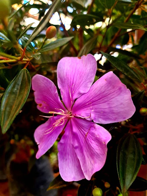 Free stock photo of beautiful flowers