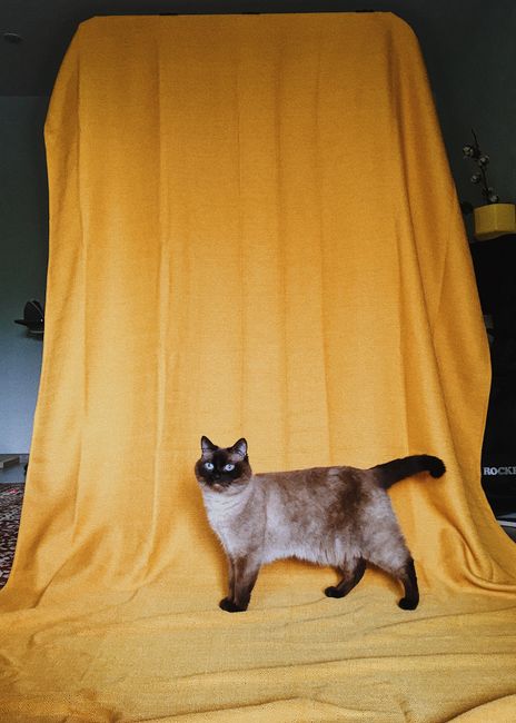 A Siamese cat stands against a vibrant yellow backdrop indoors, showcasing its striking blue eyes and elegant posture.