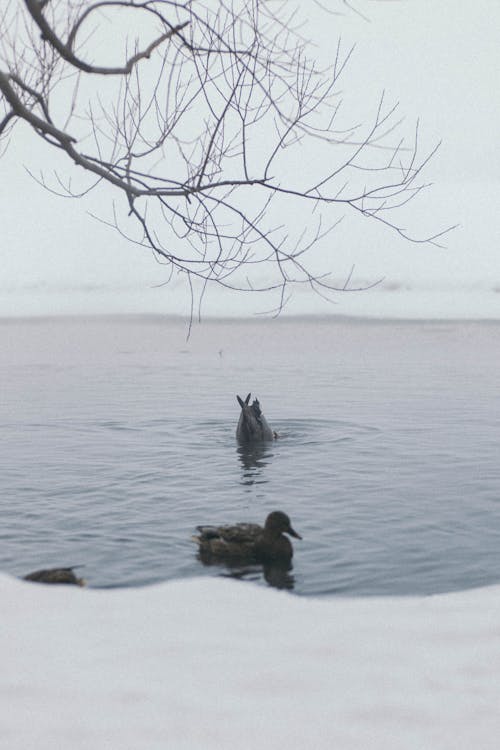 Foto d'estoc gratuïta de aigua, ànecs, animal