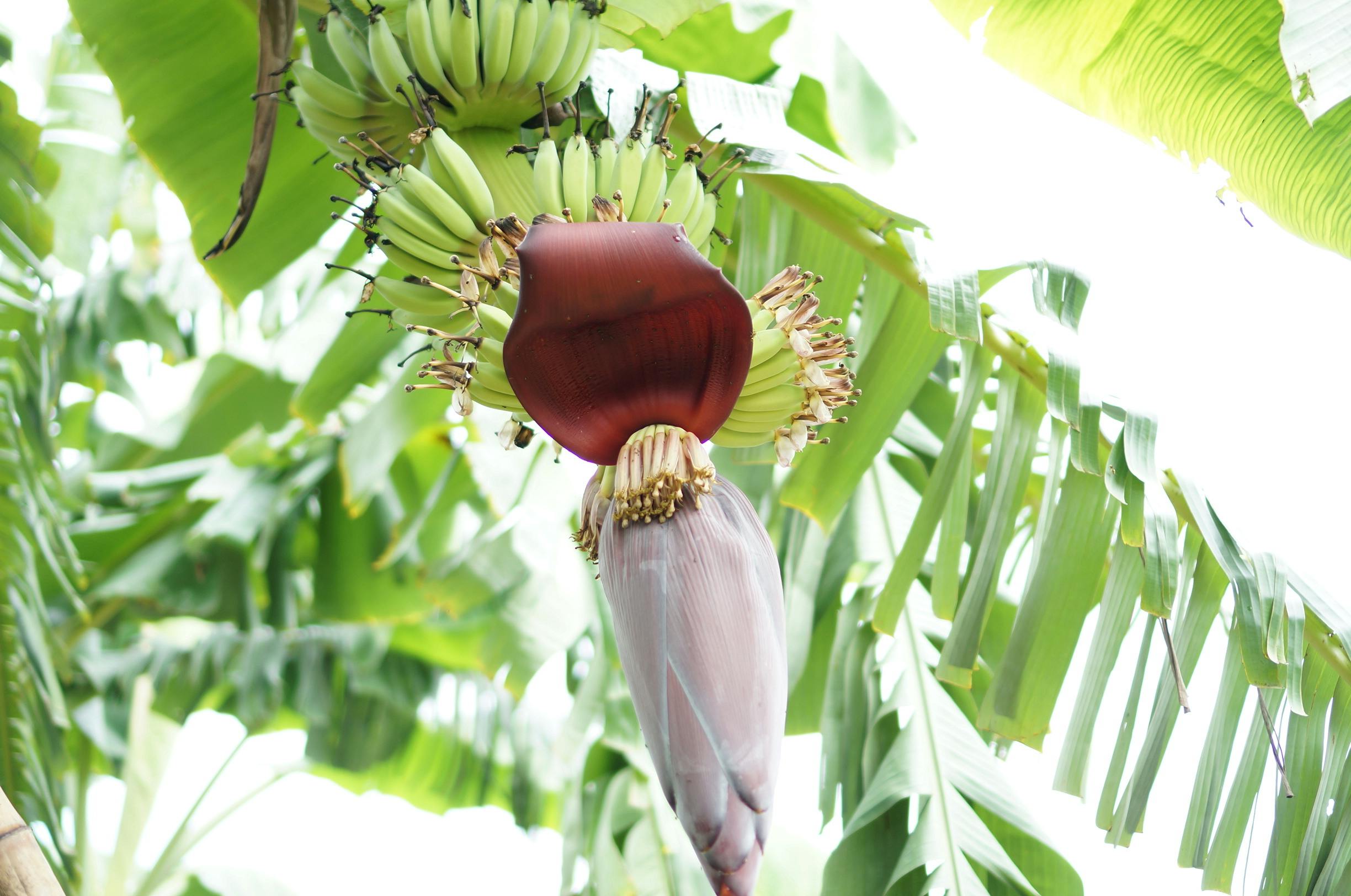Free stock photo of banana leaf, banana tree