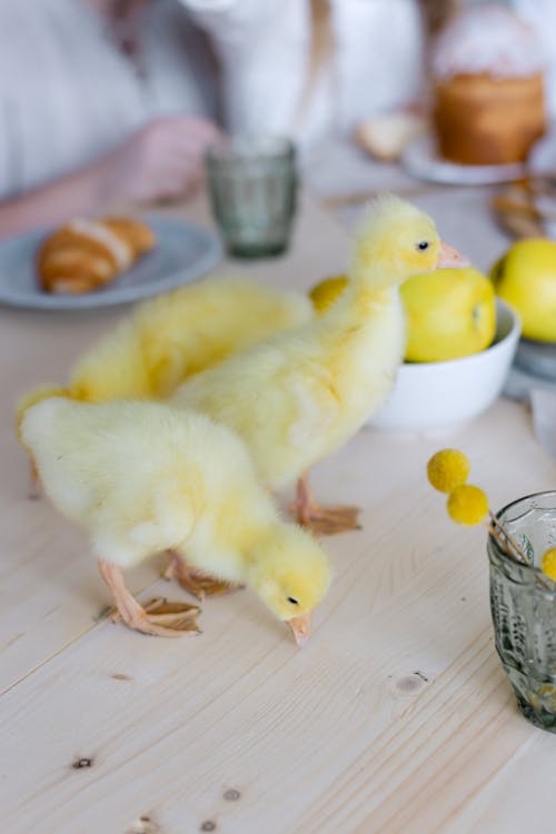 Free Yellow Duckling on the Wooden Table Stock Photo