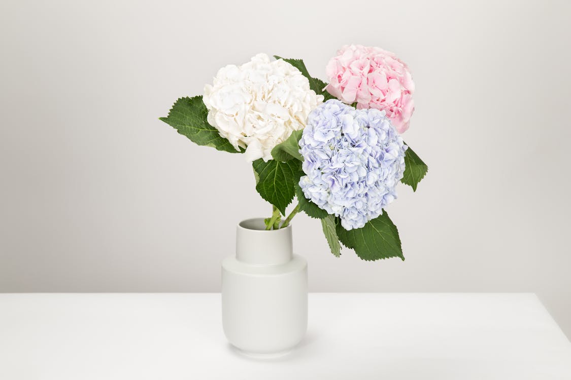 Three White, Blue, and Pink Petaled Flowers in White Vase