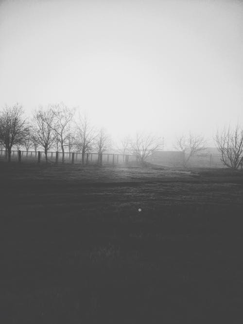 Grayscale Photo of Bare Trees on Grass Field