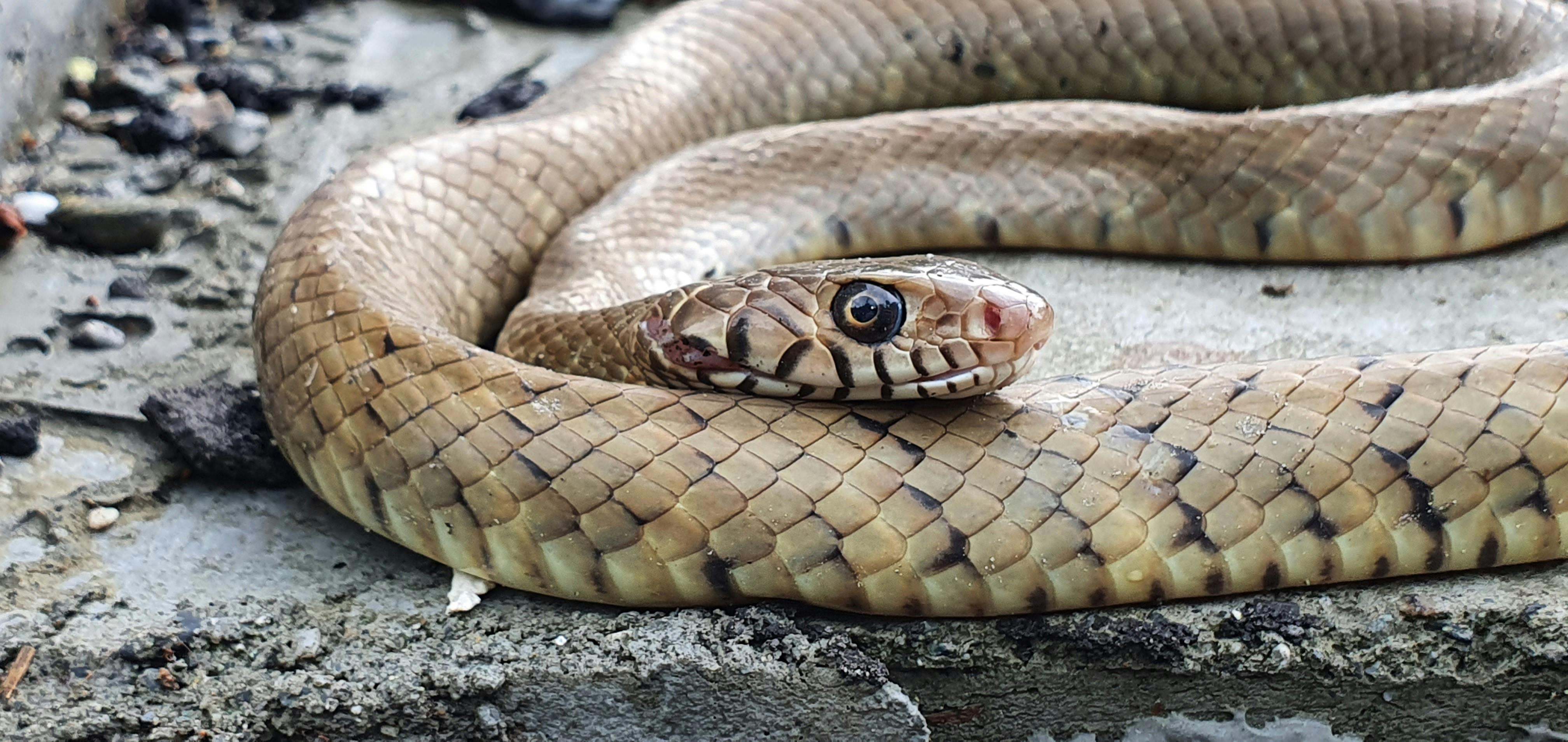 Healthcare worker reviewing Covid statistics on a digital screen