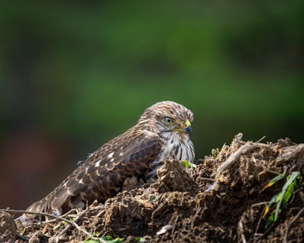 Close Up Photo of Northern Goshawk on Brown Soil