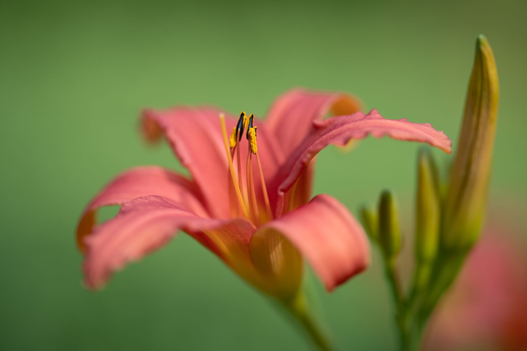 September perennial garden with flowers and foliage September perennial garden with flowers and foliage